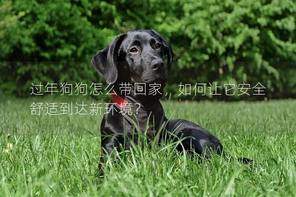 過年狗狗怎么帶回家，如何讓它安全舒適到達新環境？