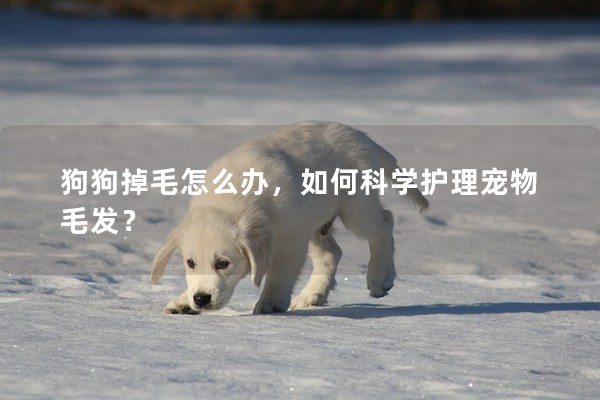 狗狗掉毛怎么辦,如何科學護理寵物毛發? 狗狗掉毛怎么辦,如何科學護理寵物毛發?