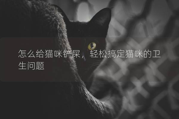 怎么給貓咪鏟屎，輕松搞定貓咪的衛生問題