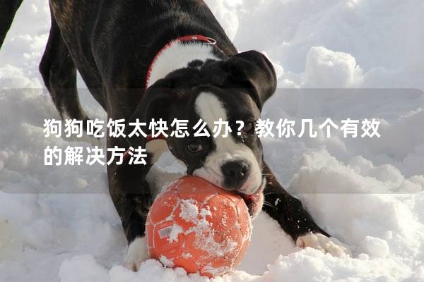狗狗吃飯太快怎么辦？教你幾個有效的解決方法