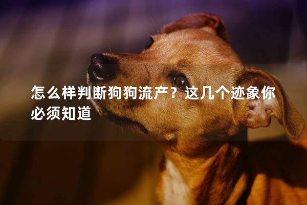 怎么樣判斷狗狗流產？這幾個跡象你必須知道