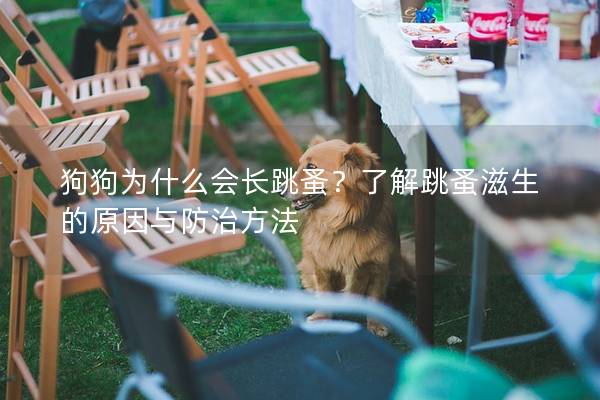 狗狗為什么會(huì)長(zhǎng)跳蚤？了解跳蚤滋生的原因與防治方法