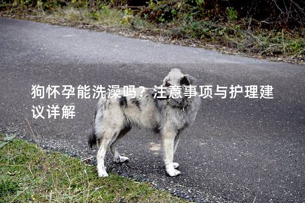狗懷孕能洗澡嗎？注意事項(xiàng)與護(hù)理建議詳解