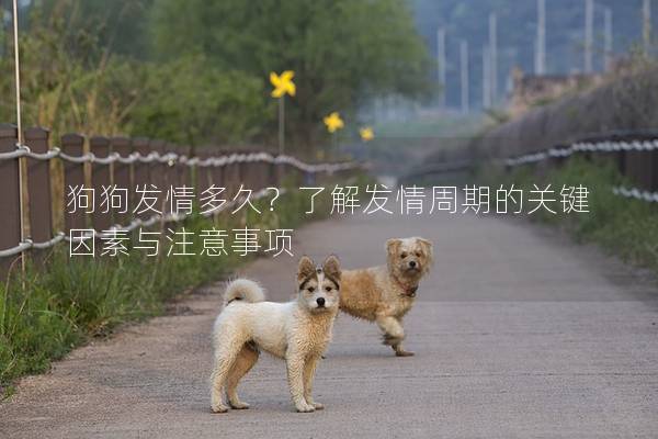 狗狗發情多久？了解發情周期的關鍵因素與注意事項