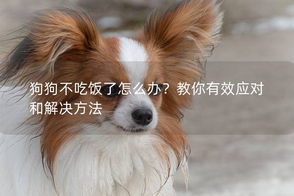 狗狗不吃飯了怎么辦？教你有效應對和解決方法
