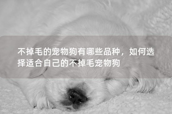 不掉毛的寵物狗有哪些品種,如何選擇適合自己的不掉毛寵物狗 不掉毛的寵物狗有哪些品種,如何選擇適合自己的不掉毛寵物狗