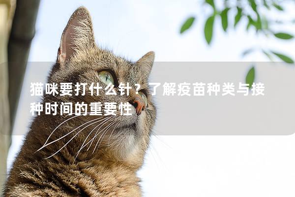 貓咪要打什么針？了解疫苗種類與接種時間的重要性