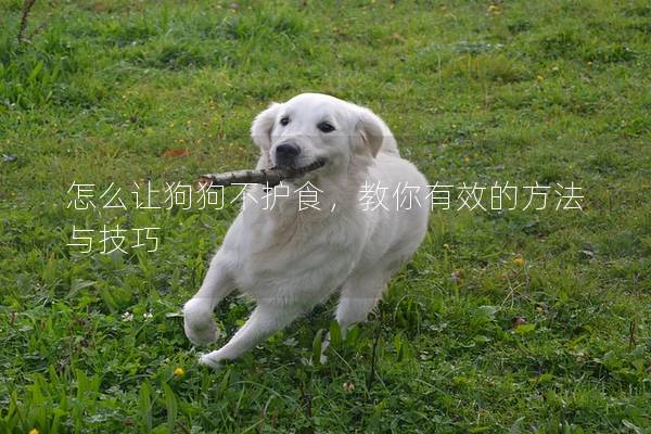 怎么讓狗狗不護食，教你有效的方法與技巧