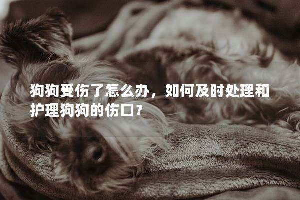 狗狗受傷了怎么辦，如何及時處理和護理狗狗的傷口？