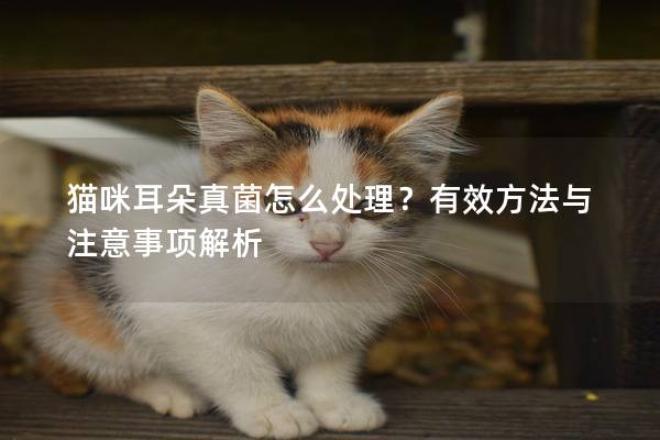 貓咪耳朵真菌怎么處理？有效方法與注意事項解析