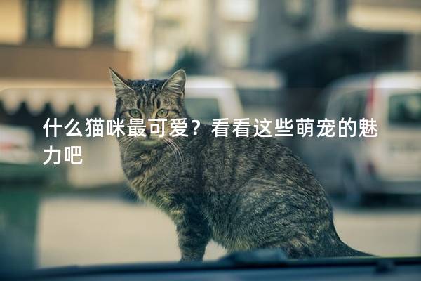 什么貓咪最可愛？看看這些萌寵的魅力吧