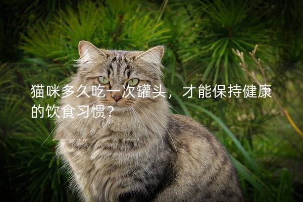 貓咪多久吃一次罐頭,才能保持健康的飲食習慣? 貓咪多久吃一次罐頭,才能保持健康的飲食習慣?