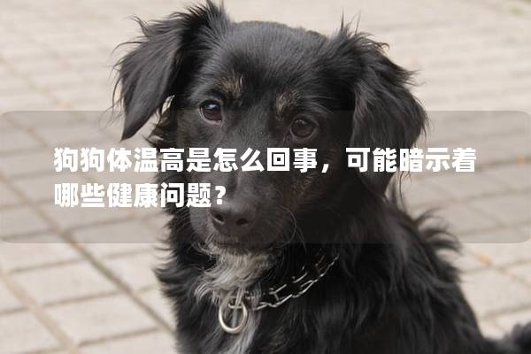 狗狗體溫高是怎么回事，可能暗示著哪些健康問題？