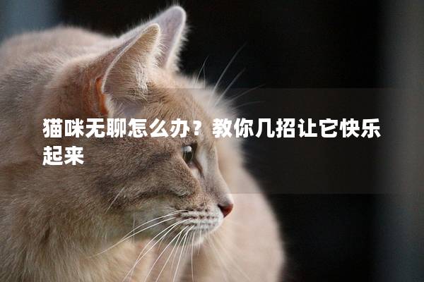 貓咪無聊怎么辦?教你幾招讓它快樂起來 貓咪無聊怎么辦?教你幾招讓它快樂起來