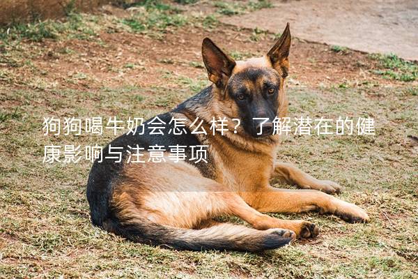 狗狗喝牛奶會怎么樣？了解潛在的健康影響與注意事項