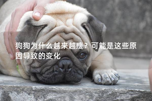 狗狗為什么越來越瘦？可能是這些原因導致的變化