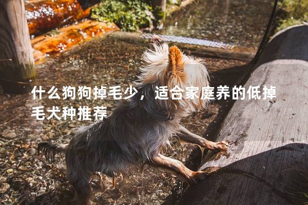 什么狗狗掉毛少，適合家庭養的低掉毛犬種推薦