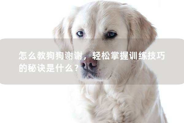 怎么教狗狗謝謝，輕松掌握訓練技巧的秘訣是什么？