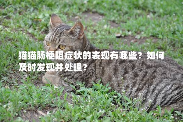 貓貓腸梗阻癥狀的表現有哪些？如何及時發現并處理？