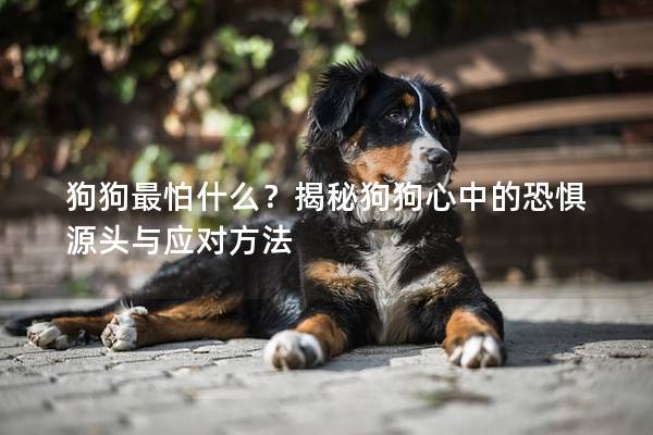 狗狗最怕什么？揭秘狗狗心中的恐懼源頭與應對方法