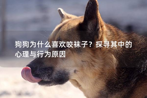 狗狗為什么喜歡咬襪子？探尋其中的心理與行為原因