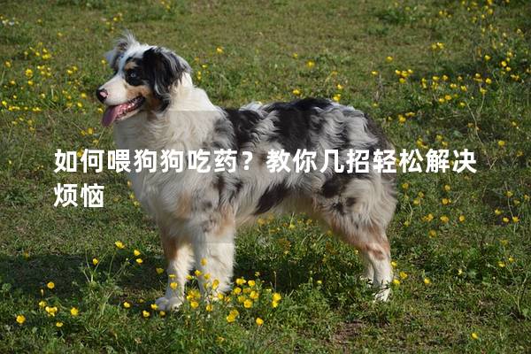 如何喂狗狗吃藥？教你幾招輕松解決煩惱