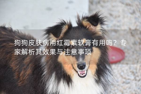狗狗皮膚病用紅霉素軟膏有用嗎?專家解析其效果與注意事項 狗狗皮膚病用紅霉素軟膏有用嗎?專家解析其效果與注意事項