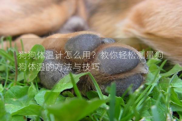 狗狗體溫計怎么用？教你輕松測量狗狗體溫的方法與技巧