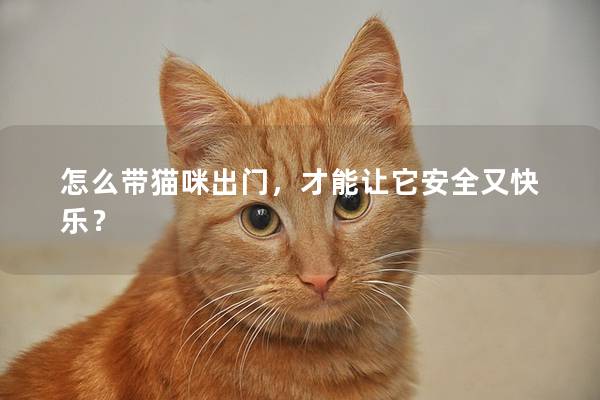 怎么帶貓咪出門，才能讓它安全又快樂？