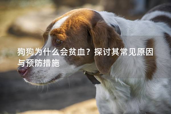 狗狗為什么會貧血？探討其常見原因與預防措施