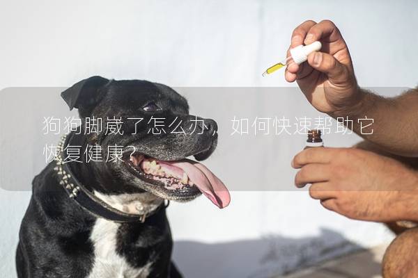 狗狗腳崴了怎么辦，如何快速幫助它恢復健康？