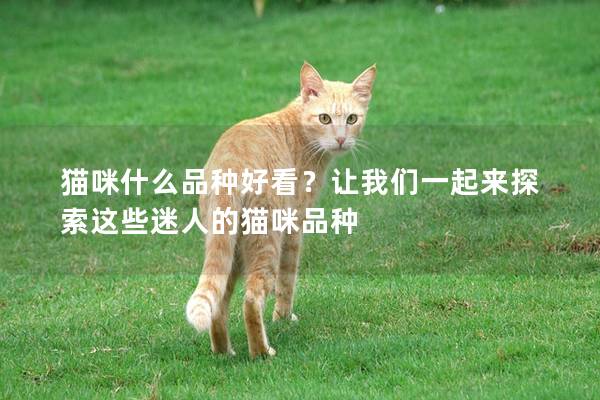 貓咪什么品種好看？讓我們一起來探索這些迷人的貓咪品種