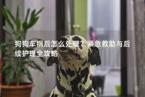 狗狗車禍后怎么處理？緊急救助與后續護理全攻略