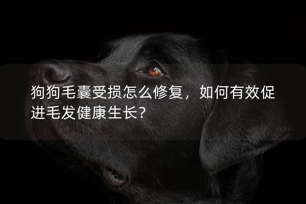 狗狗毛囊受損怎么修復，如何有效促進毛發健康生長？