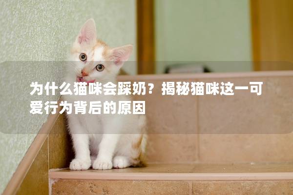 為什么貓咪會踩奶？揭秘貓咪這一可愛行為背后的原因