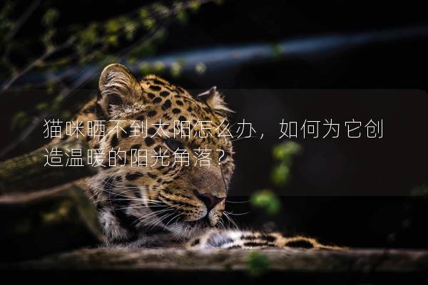 貓咪曬不到太陽怎么辦，如何為它創(chuàng)造溫暖的陽光角落？