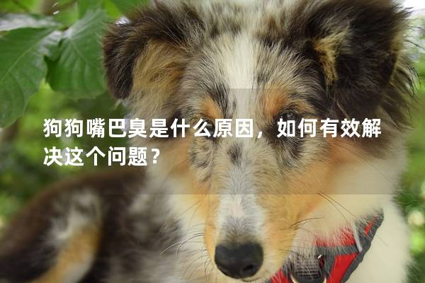 狗狗嘴巴臭是什么原因，如何有效解決這個問題？