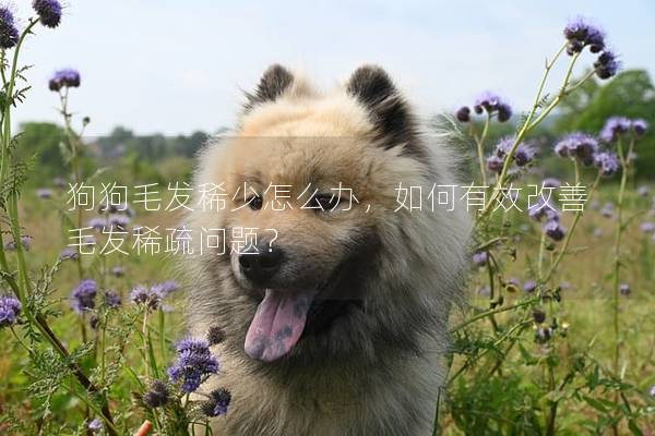 狗狗毛發(fā)稀少怎么辦，如何有效改善毛發(fā)稀疏問題？