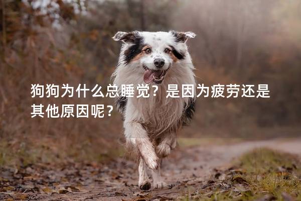 狗狗為什么總睡覺？是因?yàn)槠谶€是其他原因呢？