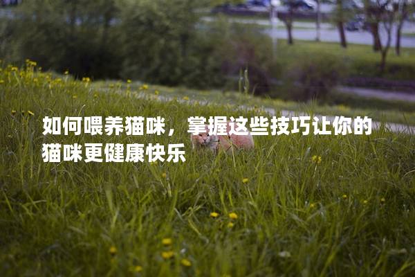 如何喂養貓咪，掌握這些技巧讓你的貓咪更健康快樂