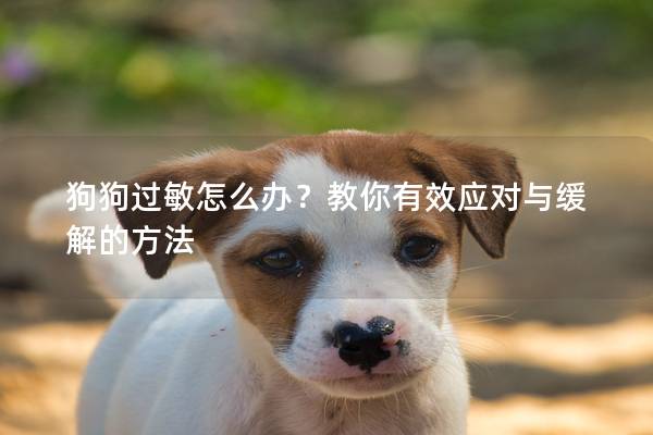 狗狗過敏怎么辦？教你有效應(yīng)對與緩解的方法