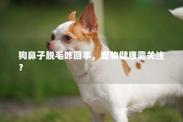狗鼻子脫毛咋回事,寵物健康需關注? 狗鼻子脫毛咋回事,寵物健康需關注?