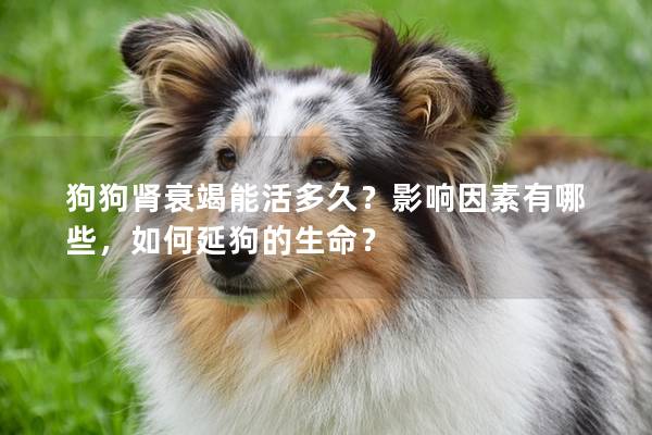 狗狗腎衰竭能活多久？影響因素有哪些，如何延狗的生命？