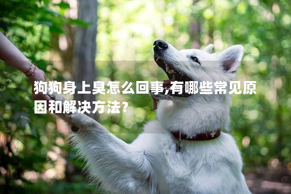 狗狗身上臭怎么回事,有哪些常見原因和解決方法？