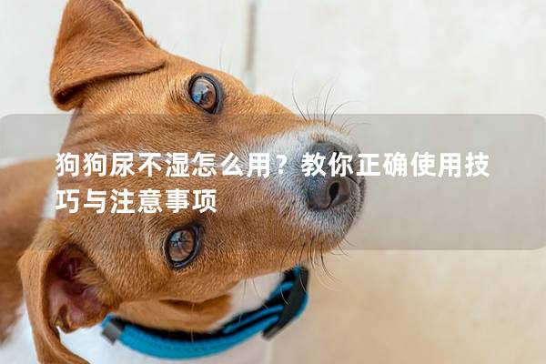 狗狗尿不濕怎么用？教你正確使用技巧與注意事項