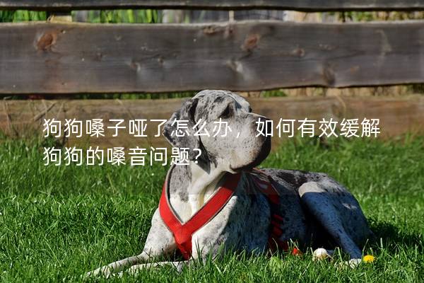 狗狗嗓子啞了怎么辦，如何有效緩解狗狗的嗓音問題？