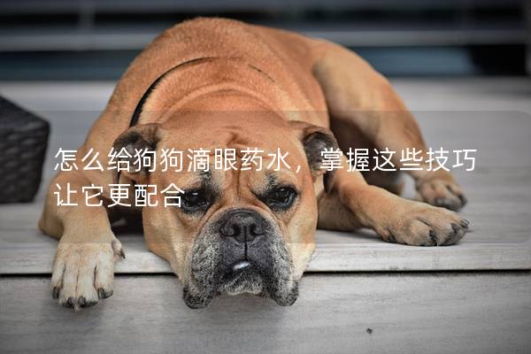 怎么給狗狗滴眼藥水，掌握這些技巧讓它更配合