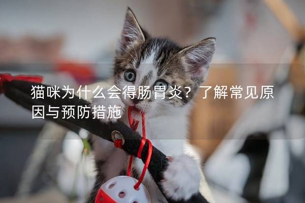 貓咪為什么會得腸胃炎？了解常見原因與預防措施