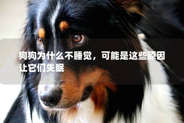 狗狗為什么不睡覺，可能是這些原因讓它們失眠