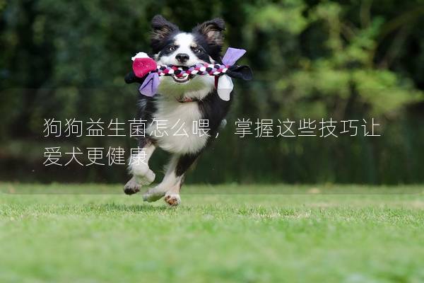 狗狗益生菌怎么喂，掌握這些技巧讓愛犬更健康